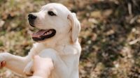 Dog Training Tips di Rumah Agar Anjing Pintar