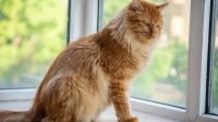 Unicharm Pet Indonesia1
